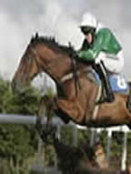 Artiste Bay racehorse