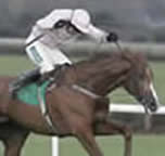 Kazal racehorse best winner