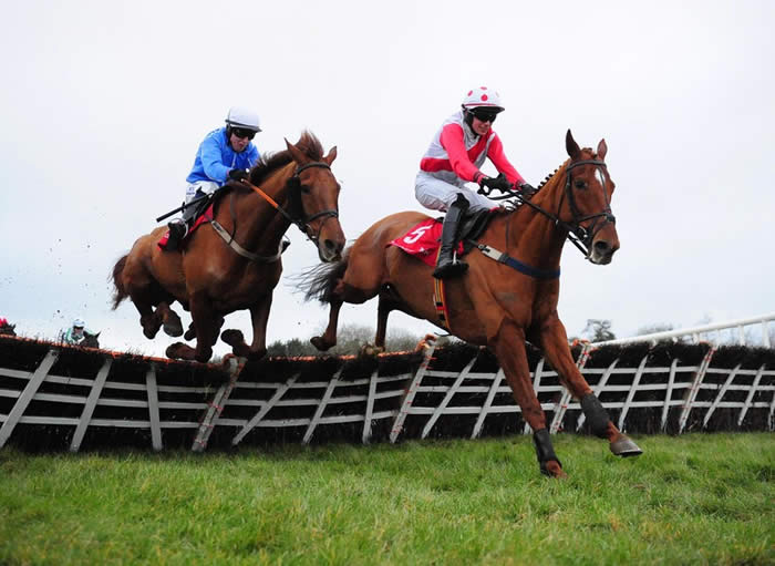 Kentucky Star racehorse