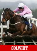 Solwhit grade 1 racehorse cheltenham winner